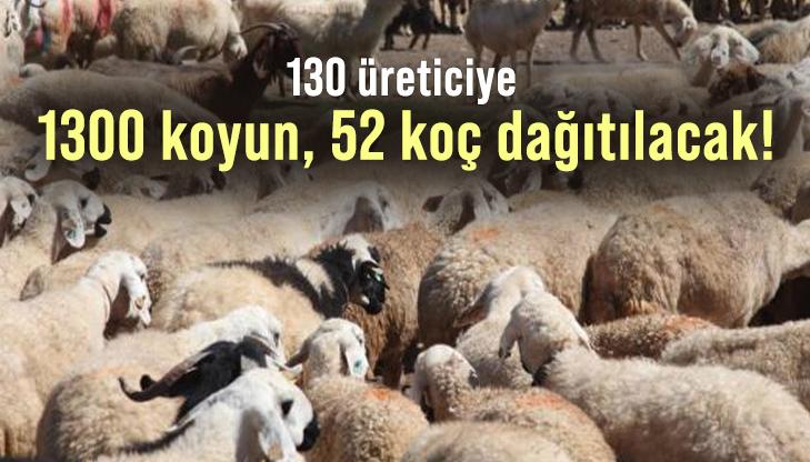 130 Üreticiye 1300 Koyun, 52 Koç Dağıtılacak!