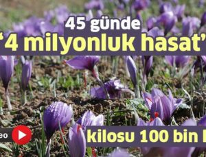 45 Günde 4 Milyonluk Hasat. Kilosu 100 Bin Lira!