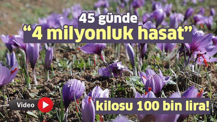 45 Günde 4 Milyonluk Hasat. Kilosu 100 Bin Lira!