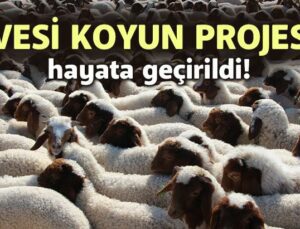 ‘İvesi Koyun Projesi’ Hayata Geçirildi!