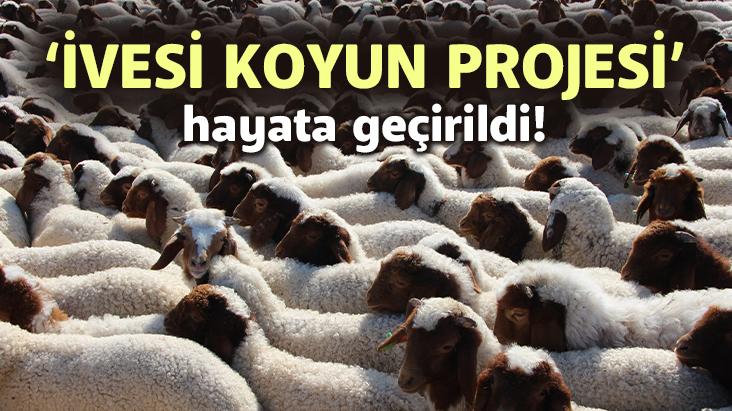 ‘İvesi Koyun Projesi’ Hayata Geçirildi!