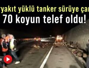 Akaryakıt Yüklü Tanker Sürüye Çarptı, 70 Koyun Telef Oldu