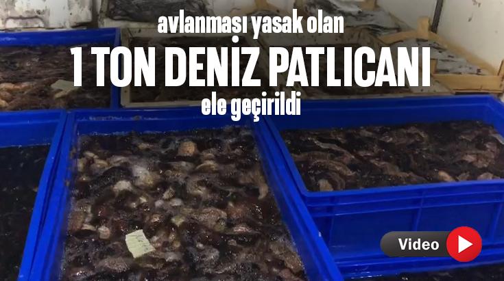 Avlanması Yasak Olan Bir Ton Deniz Patlıcanı Ele Geçirildi