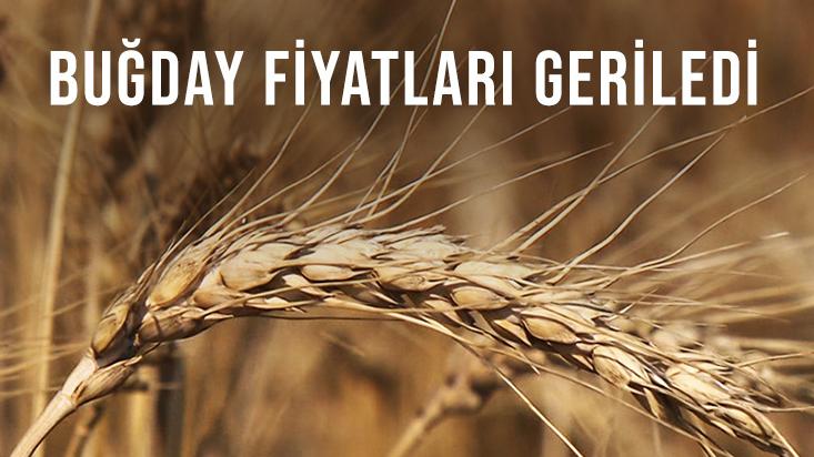 Buğday Fiyatları Geriledi