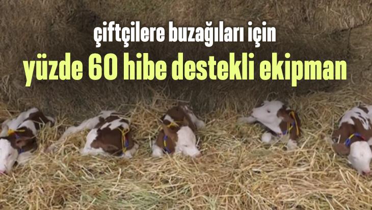 Çiftçilere Buzağıları Için Yüzde 60 Hibe Destekli Ekipman