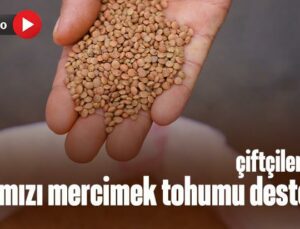 Çiftçilere Kırmızı Mercimek Tohumu Desteği