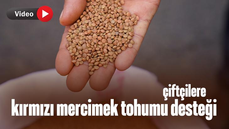 Çiftçilere Kırmızı Mercimek Tohumu Desteği