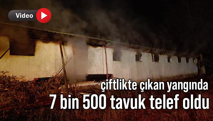 Çiftlikte Çıkan Yangında 7 Bin 500 Tavuk Telef Oldu