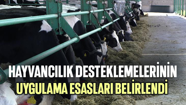 Hayvancılık Desteklemelerinin Uygulama Esasları Belirlendi