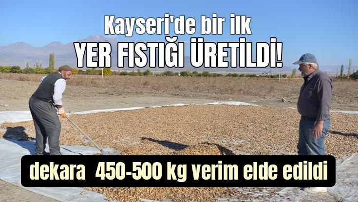 Kayseri’De Bir Ilk: Yer Fıstığı Üretildi