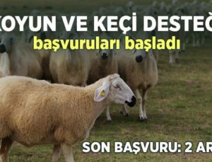 Koyun Ve Keçi Desteği Başvuruları Başladı: Son Başvuru 2 Aralık 2022