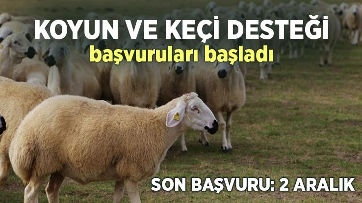 Koyun Ve Keçi Desteği Başvuruları Başladı: Son Başvuru 2 Aralık 2022