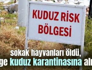 Sokak Hayvanları Öldü, Bölge Kuduz Karantinasına Alındı