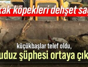 Sokak Köpekleri Dehşet Saçtı, Kuduz Şüphesi Ortaya Çıktı