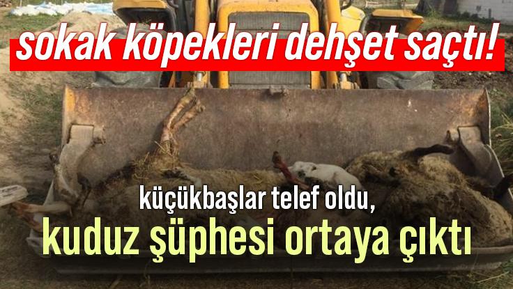 Sokak Köpekleri Dehşet Saçtı, Kuduz Şüphesi Ortaya Çıktı