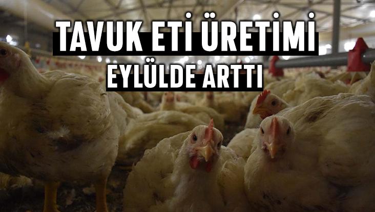 Tavuk Eti Üretimi Eylülde Arttı