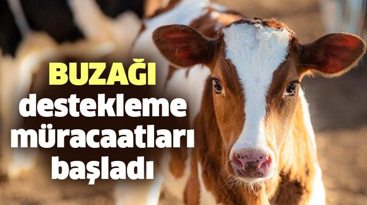 Buzağı Destekleme Müracaatları Başladı