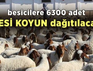 Besicilere 6300 Adet İvesi Koyun Dağıtılacak