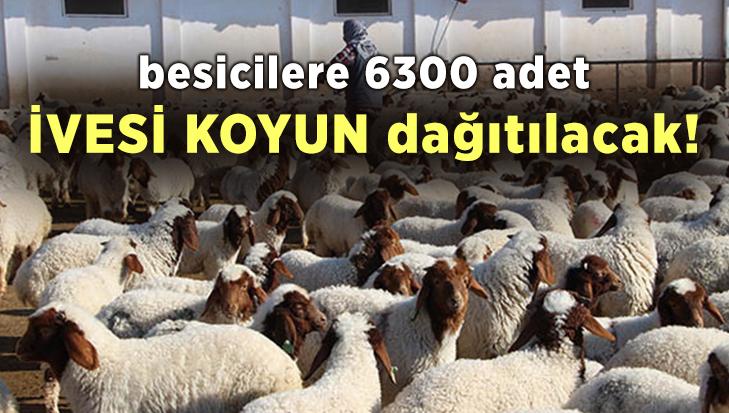 Besicilere 6300 Adet İvesi Koyun Dağıtılacak