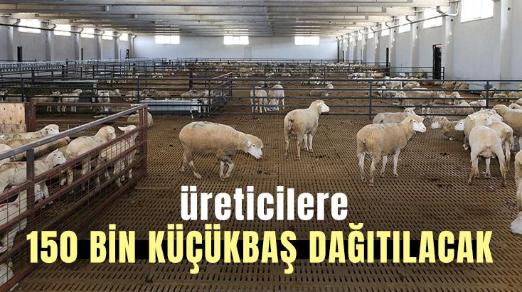 Üreticilere 150 Bin Küçükbaş Hayvan Dağıtılacak