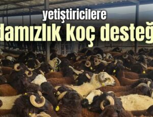 Yetiştiricilere Damızlık Koç Desteği