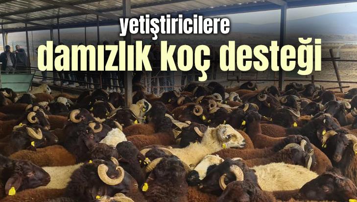 Yetiştiricilere Damızlık Koç Desteği