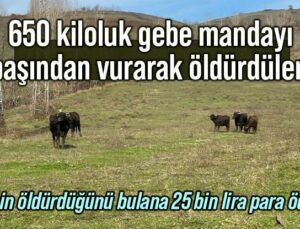 650 Kiloluk Gebe Mandayı Başından Vurarak Öldürdüler!