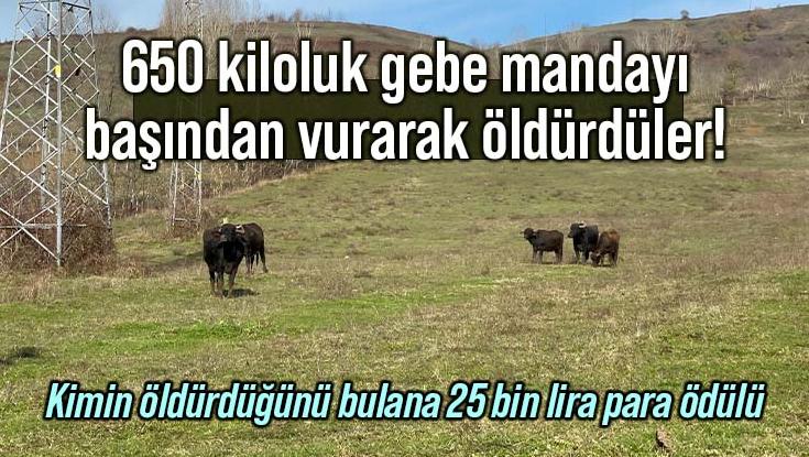 650 Kiloluk Gebe Mandayı Başından Vurarak Öldürdüler!