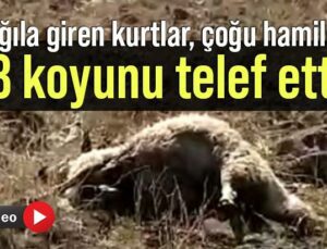 Ağıla Giren Kurtlar, 53 Koyunu Telef Etti