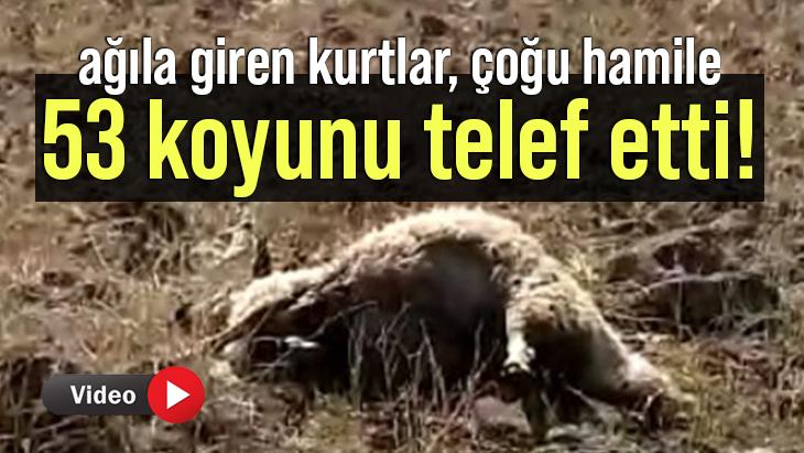 Ağıla Giren Kurtlar, 53 Koyunu Telef Etti