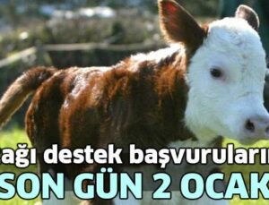 Buzağı Destek Başvurularında Son Gün 2 Ocak