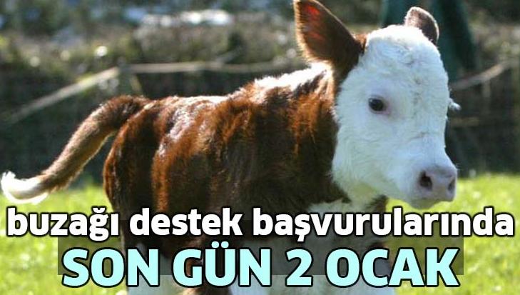 Buzağı Destek Başvurularında Son Gün 2 Ocak