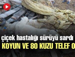 Çiçek Hastalığı Sürüyü Sardı, 160 Koyun Ve 80 Kuzu Telef Oldu