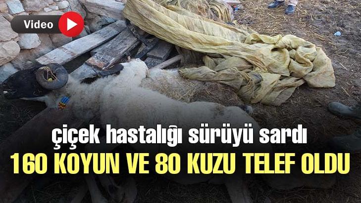 Çiçek Hastalığı Sürüyü Sardı, 160 Koyun Ve 80 Kuzu Telef Oldu