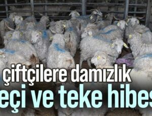 Çiftçilere Damızlık Keçi Ve Teke Hibesi