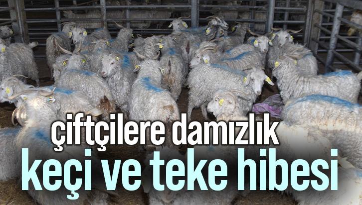 Çiftçilere Damızlık Keçi Ve Teke Hibesi