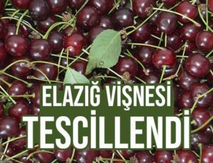 Elazığ Vişnesi Tescillendi