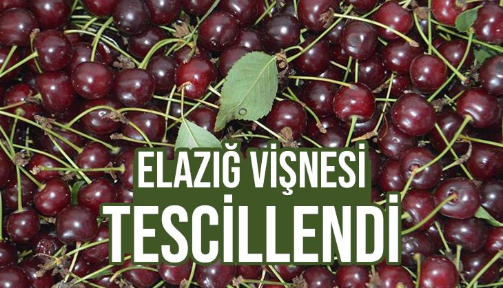 Elazığ Vişnesi Tescillendi