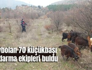 Kaybolan 70 Küçükbaşı Jandarma Ekipleri Buldu