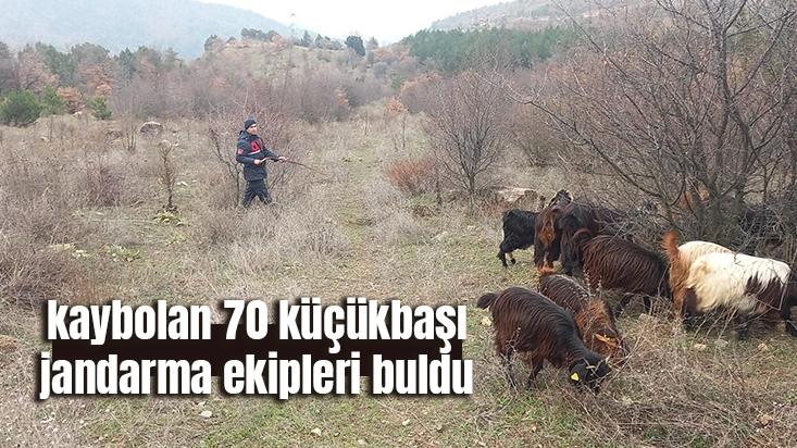 Kaybolan 70 Küçükbaşı Jandarma Ekipleri Buldu