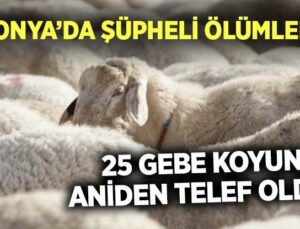Konya’da Şüpheli Ölümler! 25 Gebe Koyun Aniden Telef Oldu!