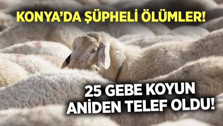 Konya’da Şüpheli Ölümler! 25 Gebe Koyun Aniden Telef Oldu!