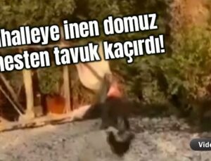 Mahalleye Inen Domuz, Kümesten Tavuk Kaçırdı!