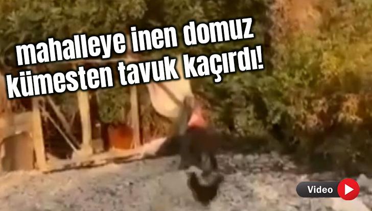 Mahalleye Inen Domuz, Kümesten Tavuk Kaçırdı!