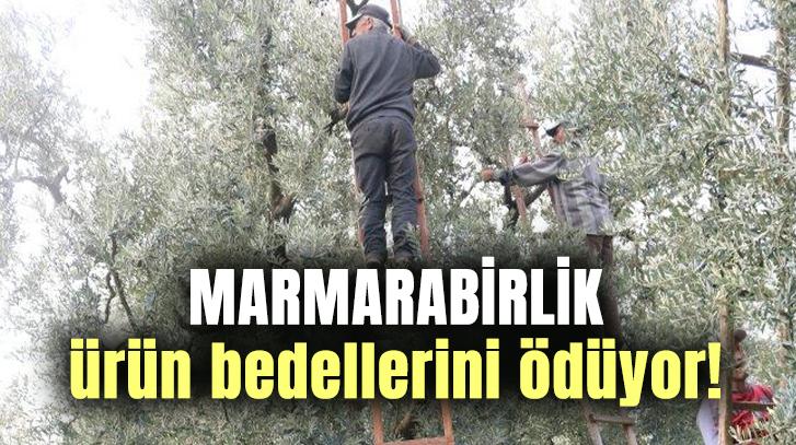 Marmarabirlik Ürün Bedellerini Ödüyor