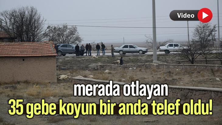 Merada Otlayan 35 Gebe Koyun Telef Oldu