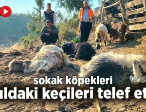 Sokak Köpekleri Ağıldaki Keçileri Telef Etti!