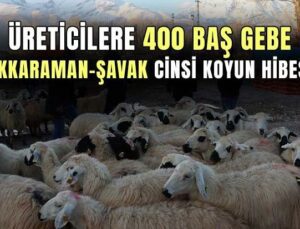 Üreticilere 400 Baş Gebe Akkaraman-Şavak Cinsi Koyun Desteği