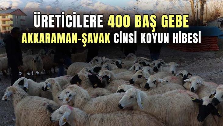 Üreticilere 400 Baş Gebe Akkaraman-Şavak Cinsi Koyun Desteği
