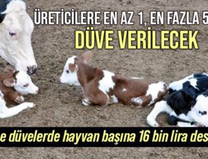 Üreticilere En Az 1, En Fazla 50 Baş Düve Verilecek